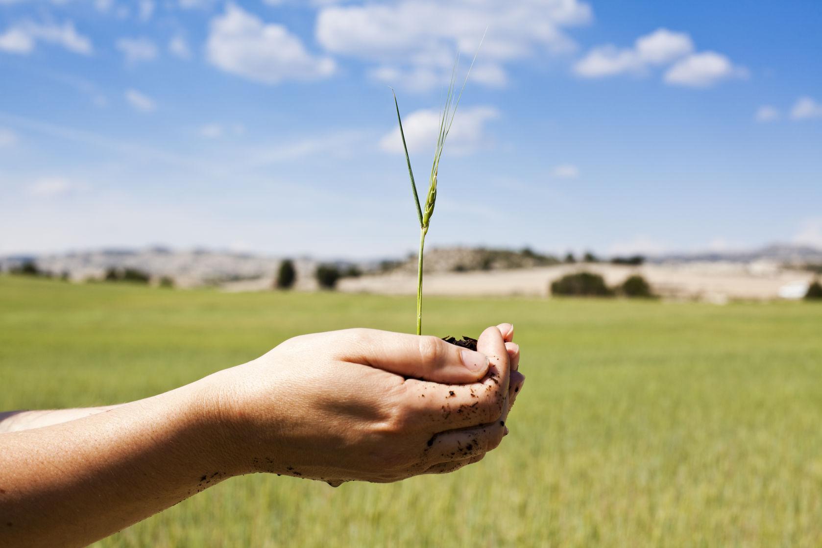 Hand Holding Seedling